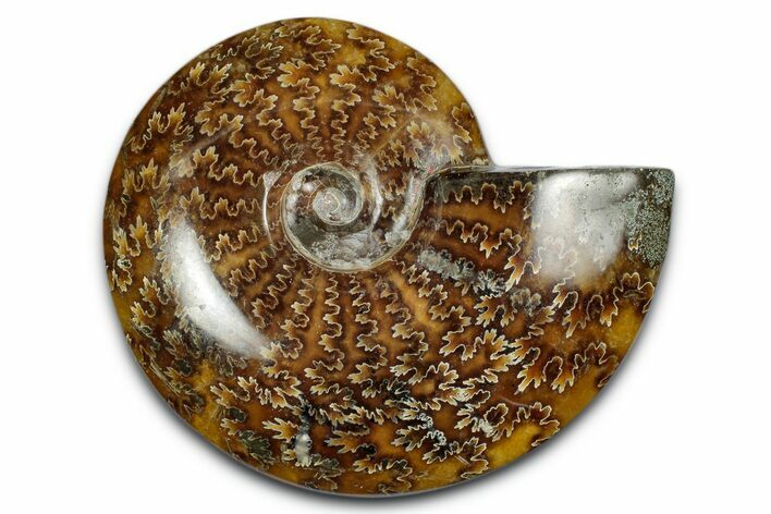 Polished Ammonite (Cleoniceras) Fossil - Madagascar #339264